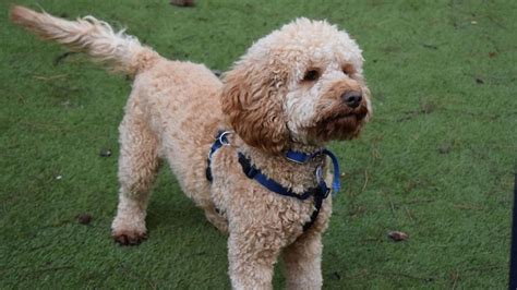 battersea dogs home for sale.